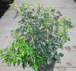 Břečťan popínavý 'Arborescens' - Hedera helix 'Arborescens'