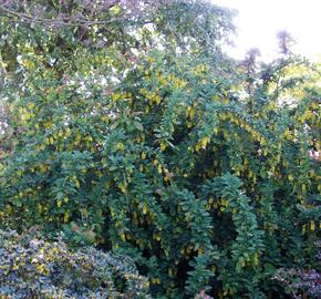 Dřišťál obecný - Berberis vulgaris