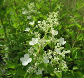 Hortenzie latnatá 'Kyushu' - Hydrangea paniculata 'Kyushu'