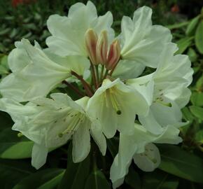 Pěnišník 'Goldfort' - Rhododendron (Y) 'Goldfort'