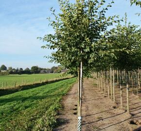 Habrovec habrolistý - Ostrya carpinifolia