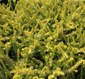 Vřesovec darlejský 'Mary Helen' - Erica darleyensis 'Mary Helen'