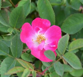 Růže lesklá - Rosa nitida