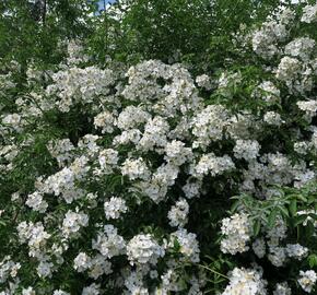 Růže mnohokvětá - Rosa multiflora