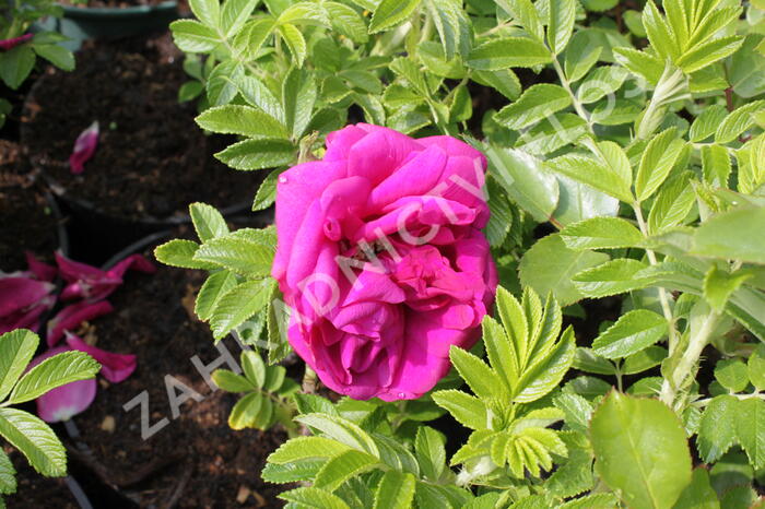 Růže svraskalá 'Rotes Meer' - Rosa rugosa 'Rotes Meer'