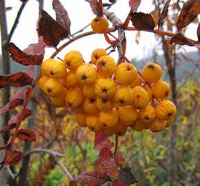 Jeřáb ptačí, jeřabina 'Sunshine' - Sorbus aucuparia 'Sunshine'