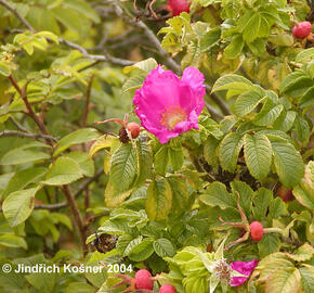 Růže svraskalá - Rosa rugosa