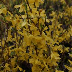 Zlatice prostřední 'Flojor' - Forsythia intermedia 'Flojor'