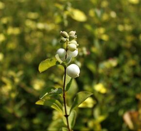 Pámelník Doorenbosův 'White Hedge' - Symphoricarpos doorenbosii 'White Hedge'