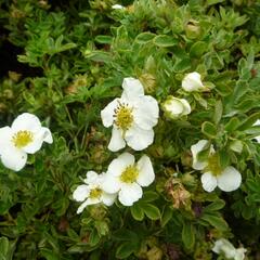 Mochna křovitá 'Tilford Cream' - Potentilla fruticosa 'Tilford Cream'