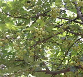 Okrasná jabloň 'Professor Sprenger' - Malus 'Professor Sprenger'