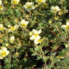 Mochna křovitá 'Primrose Beauty' - Potentilla fruticosa 'Primrose Beauty'