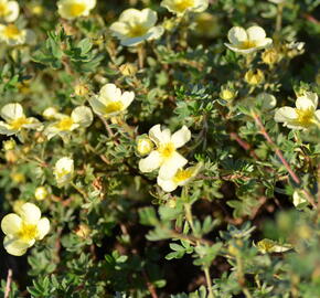 Mochna křovitá 'Primrose Beauty' - Potentilla fruticosa 'Primrose Beauty'