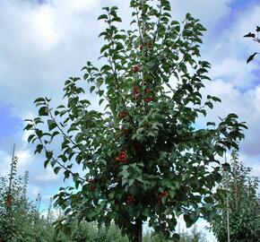 Okrasná jabloň 'Evereste' - Malus 'Evereste'