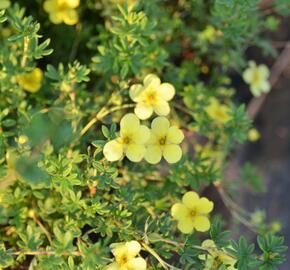 Mochna křovitá 'Katherine Dykes' - Potentilla fruticosa 'Katherine Dykes'