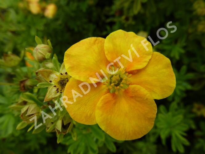 Mochna křovitá 'Orange Star' - Potentilla fruticosa 'Orange Star'