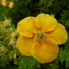 Mochna křovitá 'Orange Star' - Potentilla fruticosa 'Orange Star'