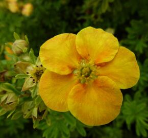 Mochna křovitá 'Orange Star' - Potentilla fruticosa 'Orange Star'