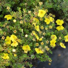 Mochna křovitá 'Kobold' - Potentilla fruticosa 'Kobold'