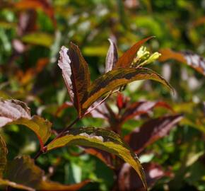 Zanice bezřapíčná 'Dise' - Diervilla sessilifolia 'Dise'