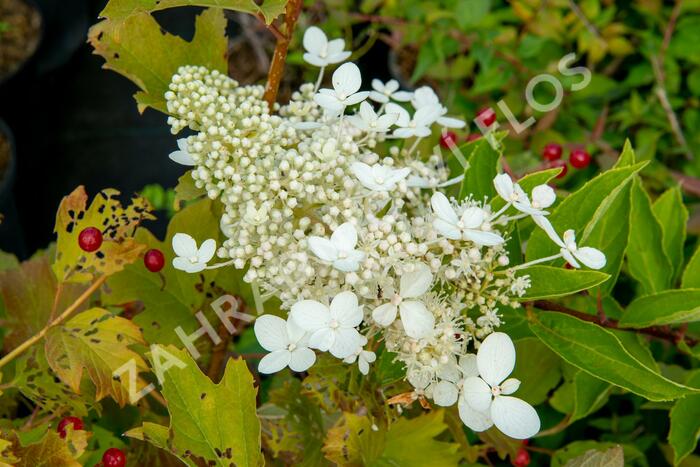 Hortenzie latnatá 'Tardiva' - Hydrangea paniculata 'Tardiva'