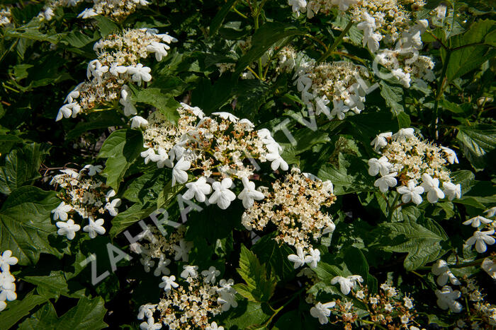 Kalina obecná - Viburnum opulus