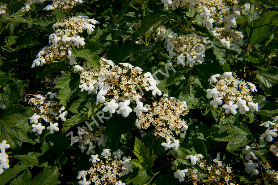 Kalina obecná - Viburnum opulus