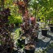 Ruj vlasatá 'Royal Purple' - Cotinus coggygria 'Royal Purple'