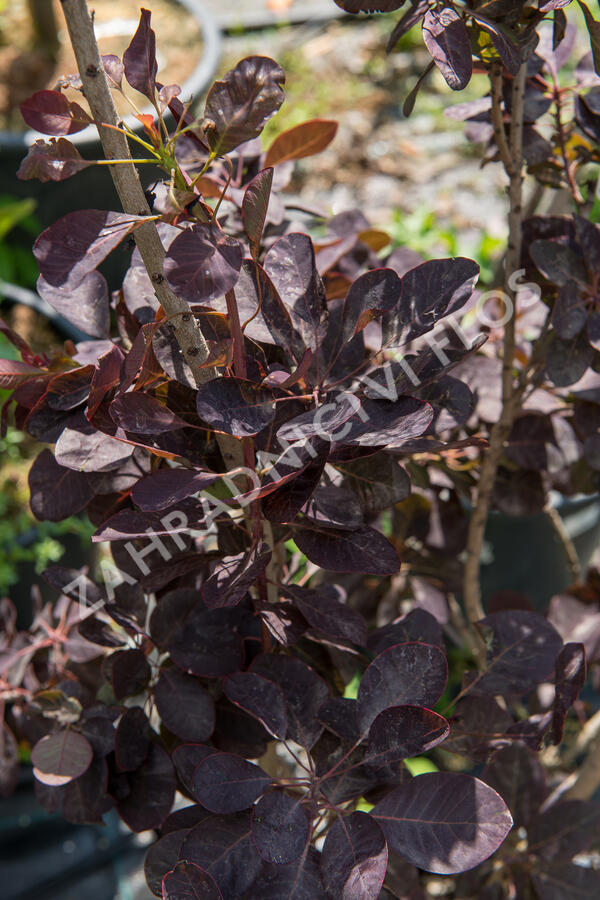 Ruj vlasatá 'Royal Purple' - Cotinus coggygria 'Royal Purple'