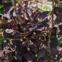 Ruj vlasatá 'Royal Purple' - Cotinus coggygria 'Royal Purple'