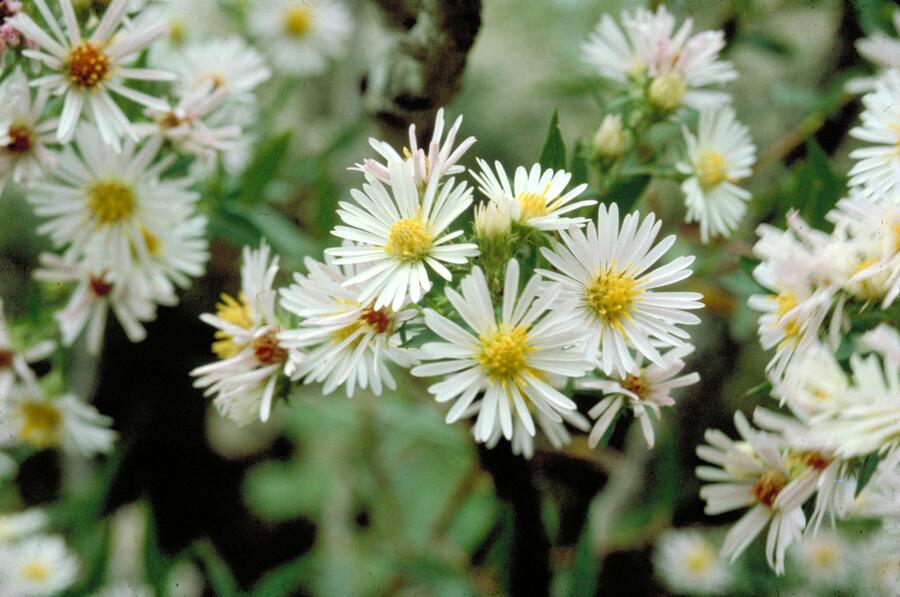 Hvězdnice vřesovcová 'Alba' - Aster ericoides 'Alba'