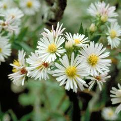 Hvězdnice vřesovcová 'Alba' - Aster ericoides 'Alba'