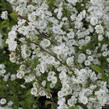 Tavolník slivoňolistý - Spiraea prunifolia