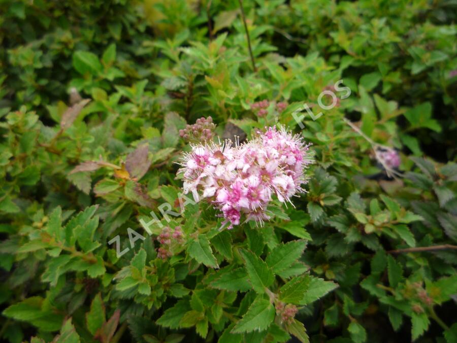 Tavolník japonský 'Nana' - Spiraea japonica 'Nana'