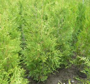 Zerav, túje západní 'Brabant' - Thuja occidentalis 'Brabant'