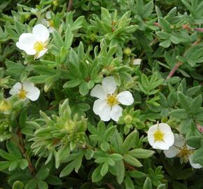 Mochna křovitá 'Manchu' - Potentilla fruticosa 'Manchu'