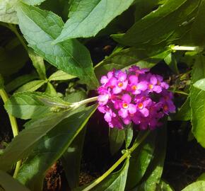 Motýlí keř, Komule Davidova 'Tutti Frutti' ( Free Petite®) - Buddleja davidii 'Tutti Frutti' ( Free Petite®)