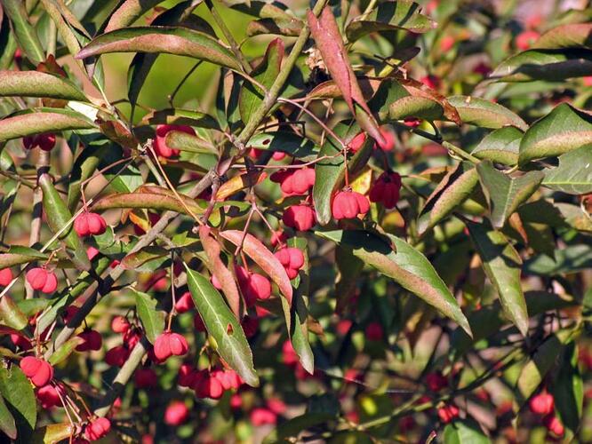 Brslen evropský 'Red Cascade' - Euonymus europaeus 'Red Cascade'