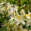 Azalka 'White' - Azalea (KH) 'White'