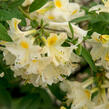 Azalka 'White' - Azalea (KH) 'White'