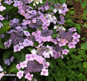 Hortenzie velkolistá 'Mariesii Perfecta' - Hydrangea macrophylla 'Mariesii Perfecta'