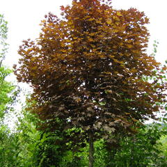 Javor mléč 'Crimson Sentry' - Acer platanoides 'Crimson Sentry'