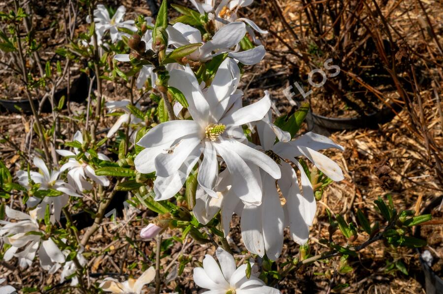 Šácholan hvězdokvětý - Magnolia stellata