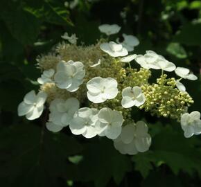 Hortenzie dubolistá - Hydrangea quercifolia