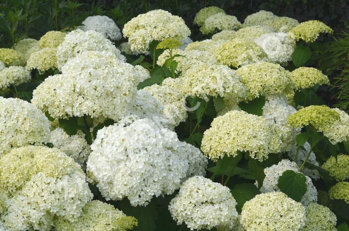 Hortenzie stromečkovitá 'Annabelle' - Hydrangea arborescens 'Annabelle'