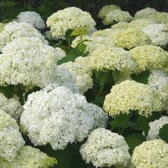 Hortenzie stromečkovitá 'Annabelle' - Hydrangea arborescens 'Annabelle'