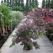 Javor dlanitolistý 'Atropurpureum' - Acer palmatum 'Atropurpureum'