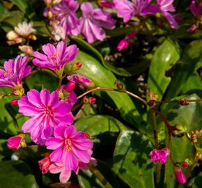 Levisie 'Elise Mix' - Lewisia x cotyledon 'Elise Mix'