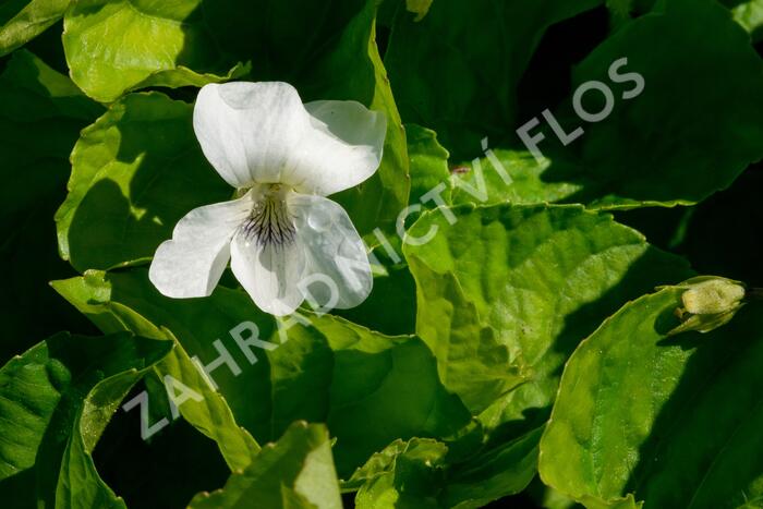 Violka 'Albiflora' - Viola sororia 'Albiflora'