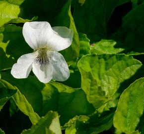 Violka 'Albiflora' - Viola sororia 'Albiflora'